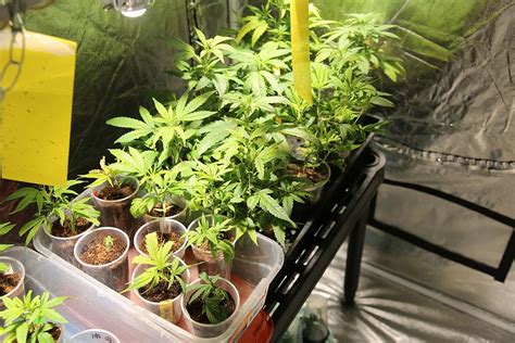 electrical box grow room|cannabis grow room electricity problems.